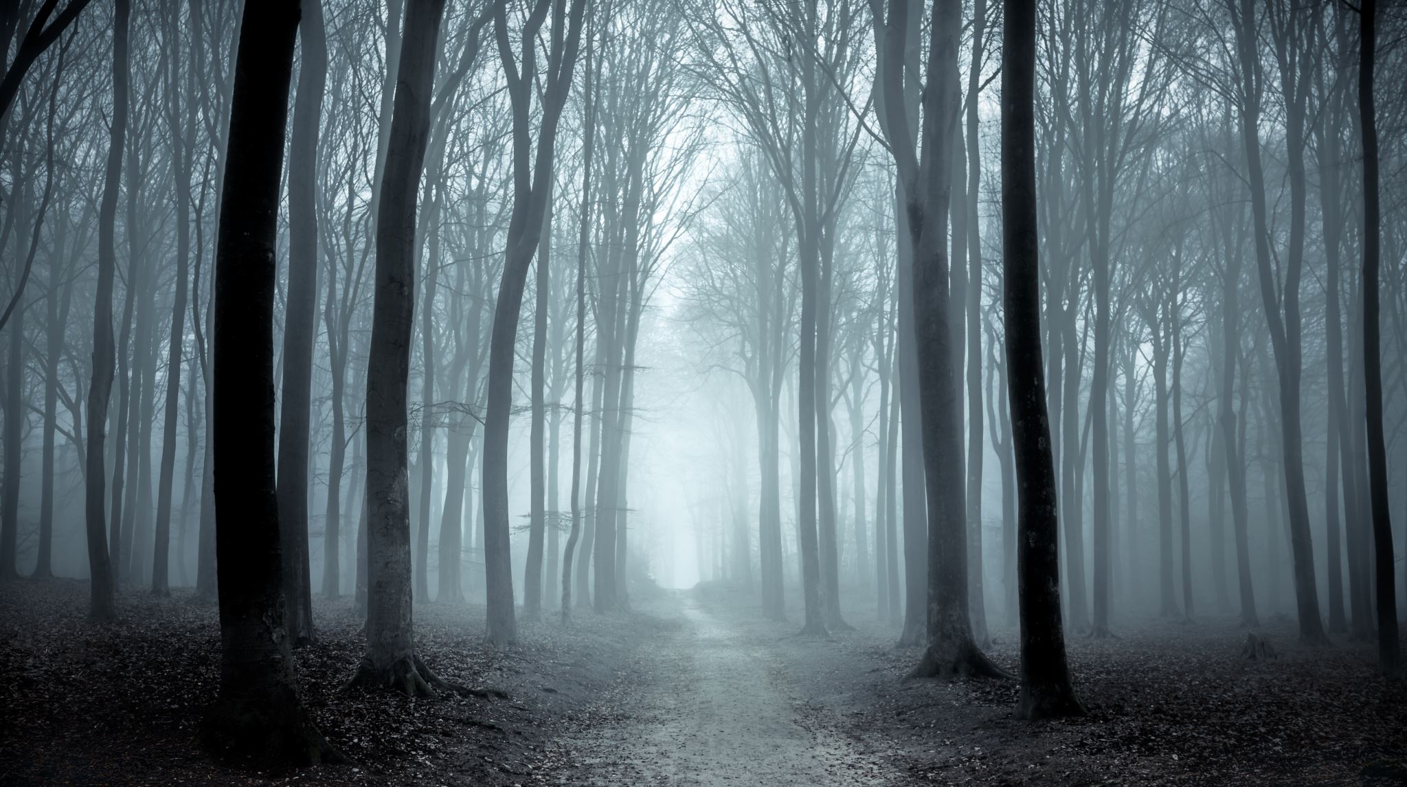 A misty forest path on a foggy winter day