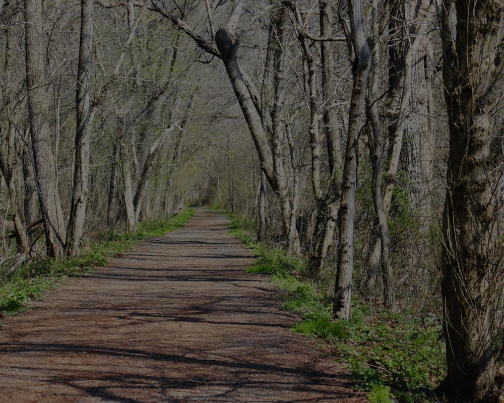 A quiet wooded path lined with bare trees
